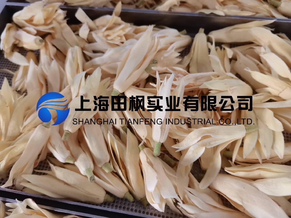 白玉蘭凍干，鮮花凍干機(jī)應(yīng)用于白玉蘭真空冷凍干燥